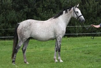 FDamgaard Qvistorf Cassinina