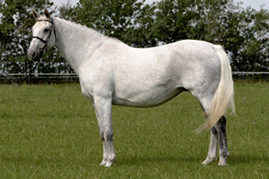 FDamgaard Qvistorf Cassinina